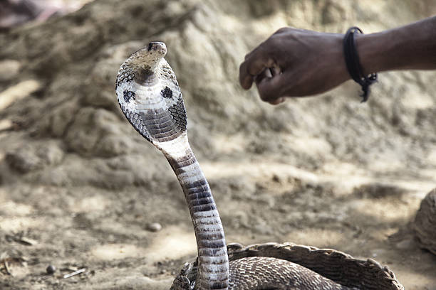 Ogizda top bilan BDSM pornosi